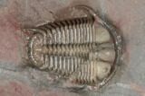 Two Thysanopeltella Trilobites With Cyphaspides & Basseiarges - Jorf #193667-4